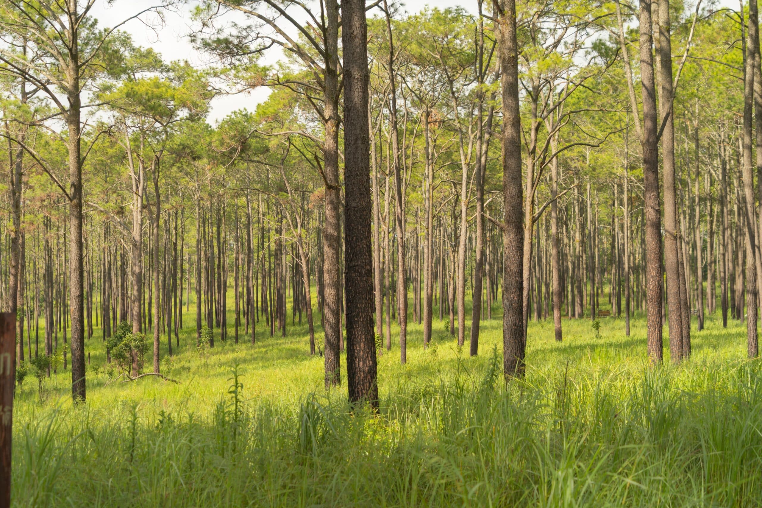Healthy, open pine stand maintained by Meeks Land Management near Fort Payne, AL